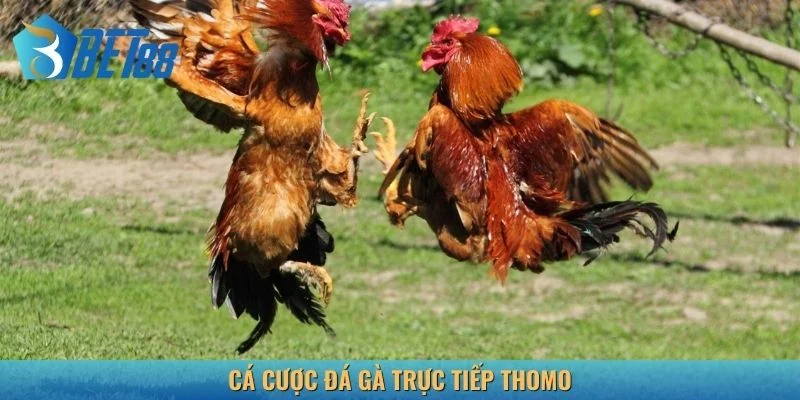 Thomo luôn được lựa chọn cá cược đá gà trực tiếp