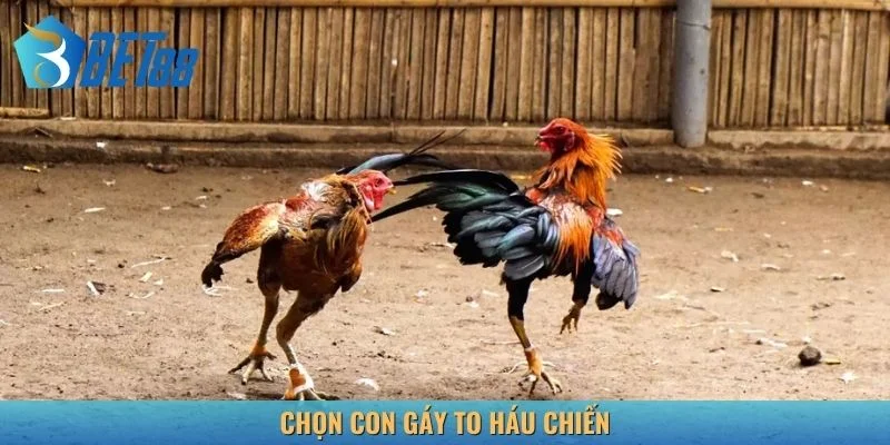 Con gáy to thường háu chiến