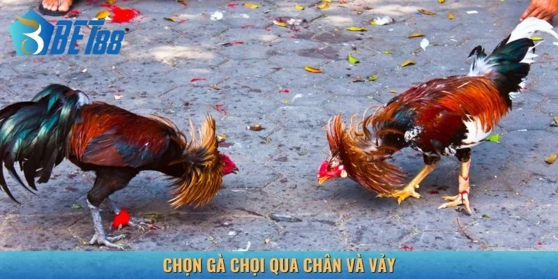 Cách chọn gà chọi đá khỏe qua chân và vảy