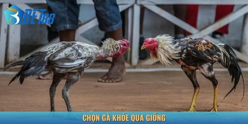 Cách chọn gà chọi đá khỏe từ giống tốt