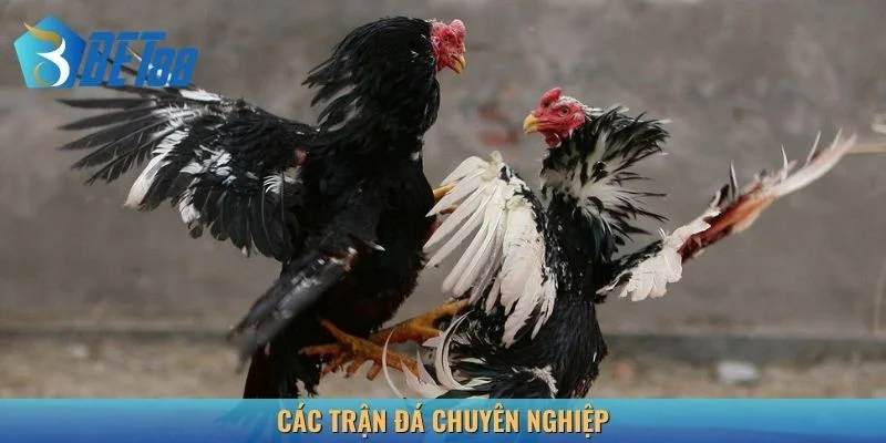 Các trận đá gà Thomo C1 đều chuyên nghiệp