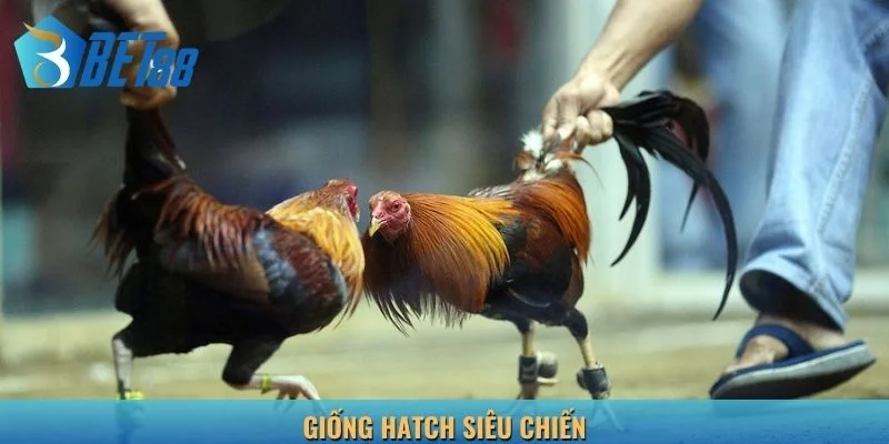 Sản phẩm chọi gà Hatch cuốn hút