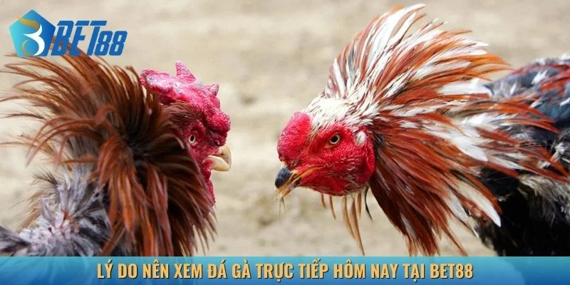 Hệ thống luôn cập nhật đầy đủ giải đá gà trực tiếp hôm nay
