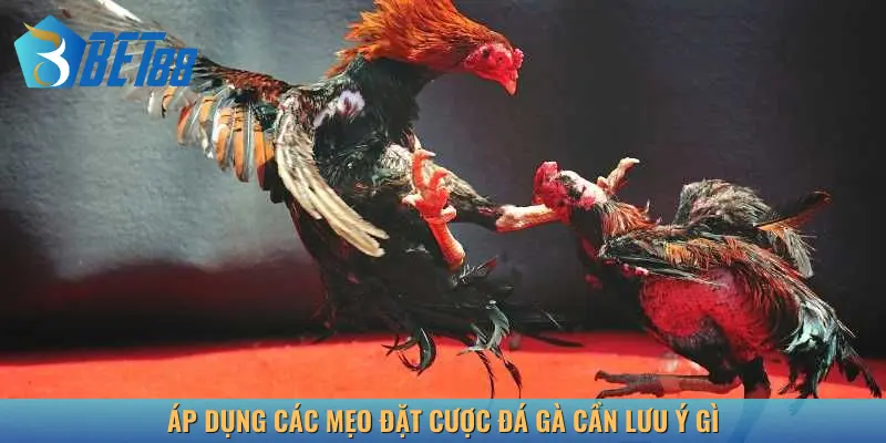 Áp dụng các mẹo cược khi săn thưởng từ đá gà cần lưu ý gì