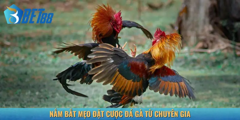 Áp dụng mẹo đặt cược gia tăng chiến thắng lớn