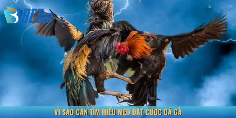 Vì sao cần tìm hiểu mẹo đặt cược đá gà