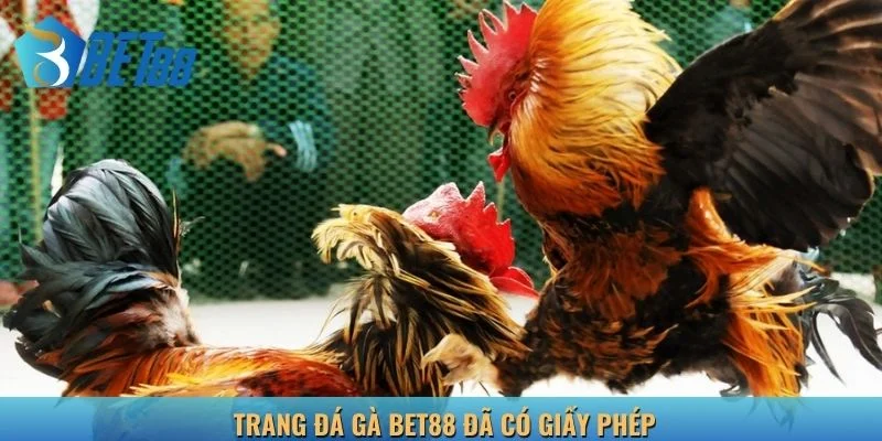 Trang đá gà uy tín đã có giấy phép hoạt động