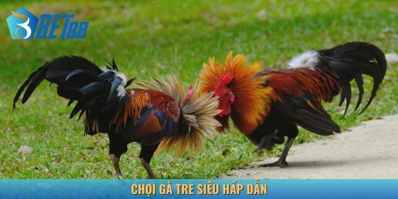 Sản phẩm kèo thơm tại trang đá gà uy tín
